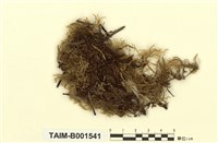 藏品(赤根青苔)的圖片